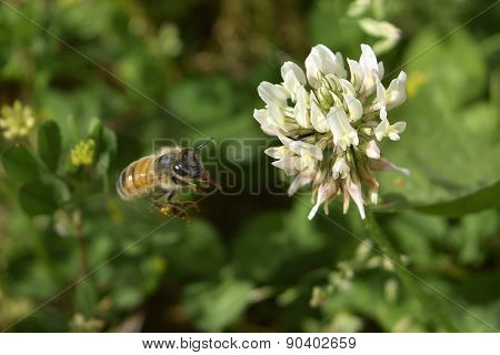 Honey Bee in flight