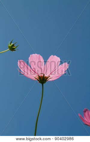 Cosmos Flower In Garden