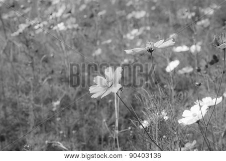 Cosmos Flower In Garden