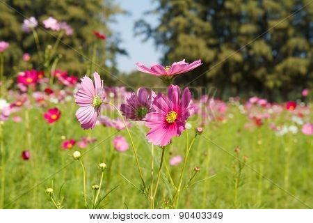 Cosmos Flower In Garden