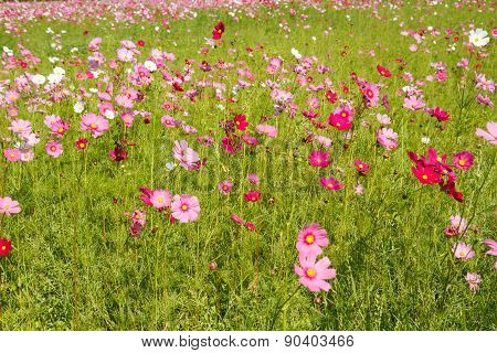 Cosmos Flower In Garden