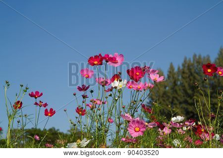 Cosmos Flower In Garden
