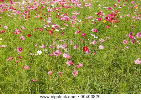 Cosmos Flower In Garden