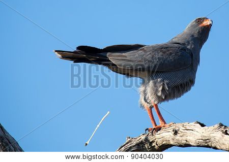 Beautiful Dark Chanting Goshawk Male Sit On Perch Looking