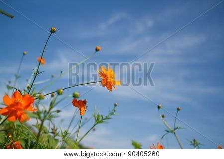 Yellow Cosmos Flower In Garden