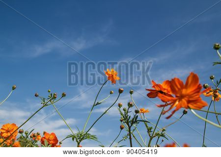 Yellow Cosmos Flower In Garden