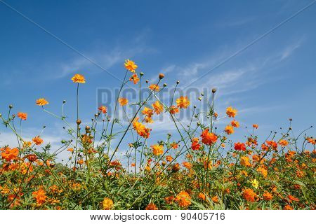 Yellow Cosmos Flower In Garden