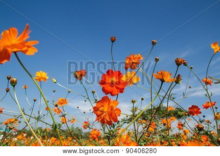 Yellow Cosmos Flower In Garden
