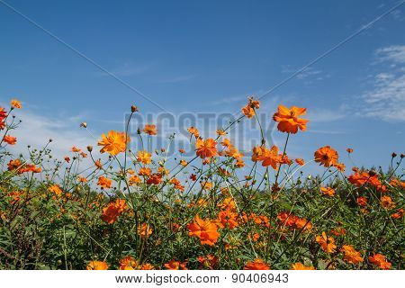 Yellow Cosmos Flower In Garden