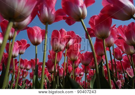 Pink tulips from below