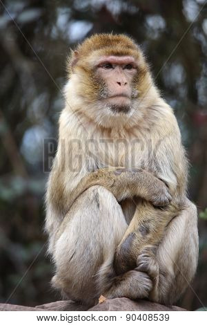Barbary Macaque