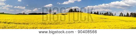 Field Of Rapeseed Plant For Green Energy