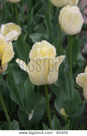 Weiße Tulpe