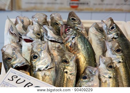 Fish For Sale