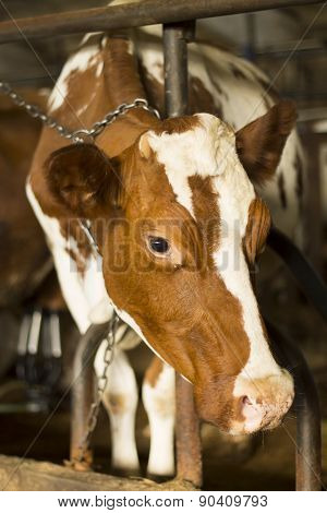 Cow Standing In Stall