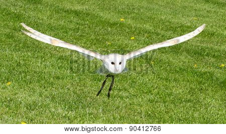 Barn Owl