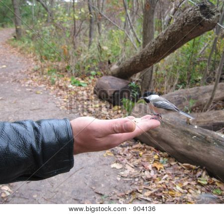 Eattng się z dłoni