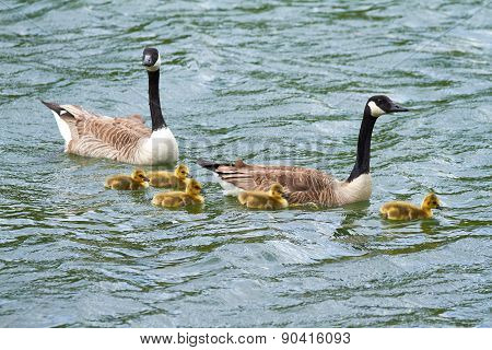 goose