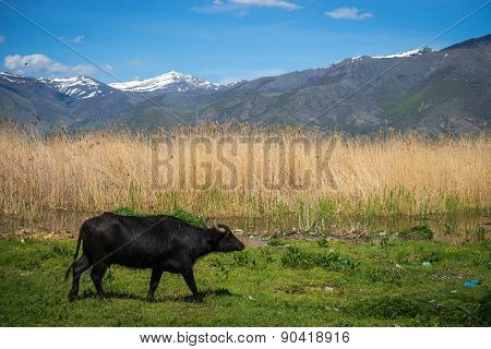 Cows On Island Of St. Ahileos At Lake Prespa, Greece