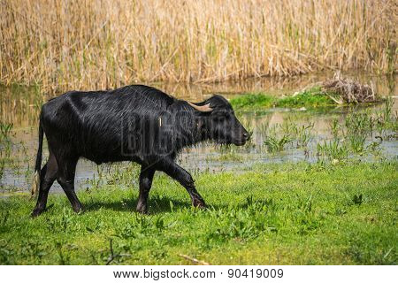Cows On Island Of St. Ahileos At Lake Prespa, Greece