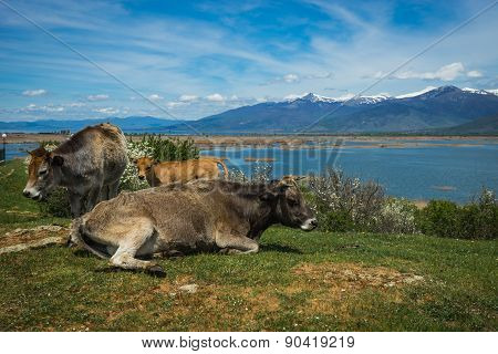 Cows On Island Of St. Ahileos At Lake Prespa, Greece