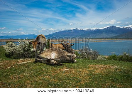 Cows On Island Of St. Ahileos At Lake Prespa, Greece