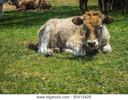 Cows On Island Of St. Ahileos At Lake Prespa, Greece