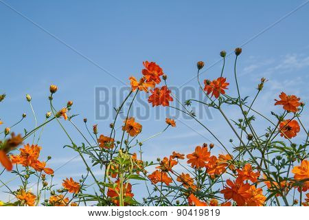 Yellow Cosmos Flower In Garden