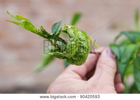 Peach Leaf Curl,taphrina Deformans