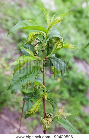 Peach Leaf Curl,taphrina Deformans