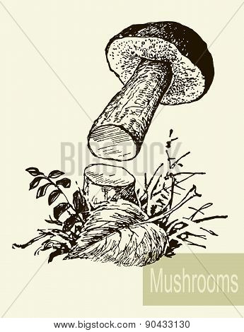 Set of linear drawing mushrooms, vintage vector illustration. Spongy mushrooms
