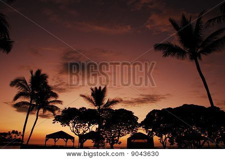 naplemente palms