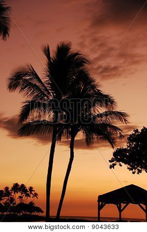 naplemente palms