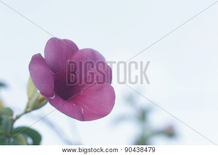 Allamanda cathartica L.   for decoration a beautiful garden