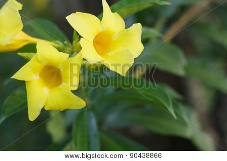 Allamanda cathartica L.   for decoration a beautiful garden