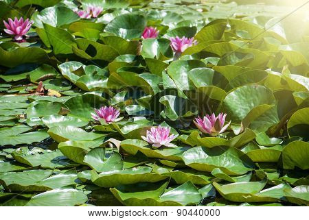Pink Water Lily In The Sunrays
