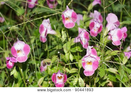 Wishbone flower for decoration a beautiful garden