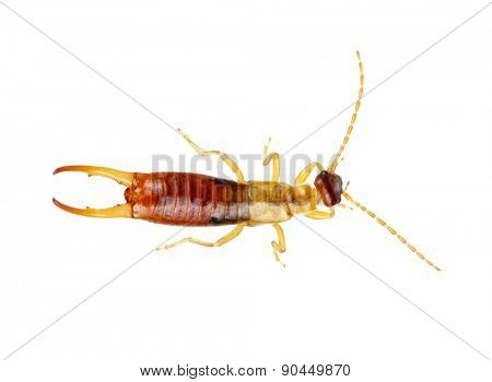  beetle isolated on a white background