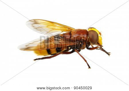 Horsefly isolated on white