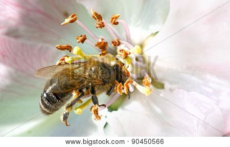 Bee on white flowers collecting pollen