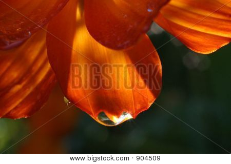 Waterdropflower