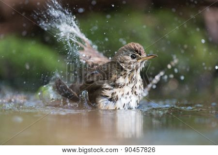 Mistle Thrush bathing with many splashes i nature water