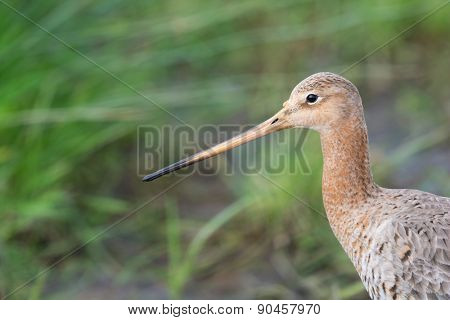 black-tailed godwit walking in green grass