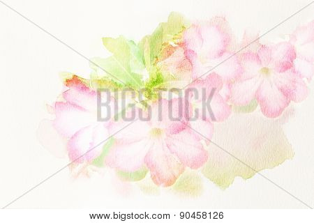 Flower (desert Rose; Impala Lily; Mock Azalea) Watercolor Illustration.