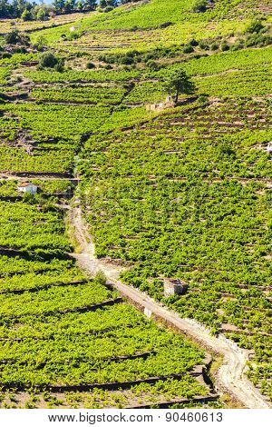 vineyard on Cote Vermeille near Port-Vendres, Languedoc-Roussillon, France