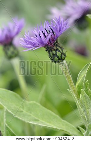 Perenial Cornflower