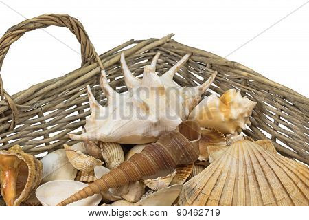 Seashells In A Wicker Baket Isolated. Horizontally.