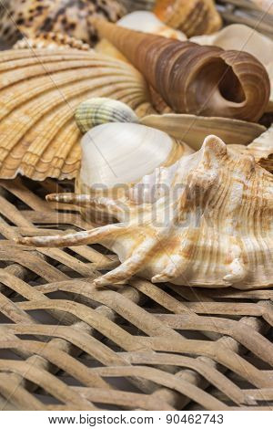 Closeup View Of Seashells In The Used Wicker Basket. Vertically.