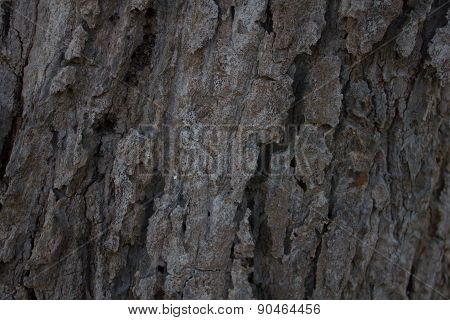 bark structure
