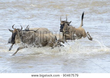 Wildebeest migration